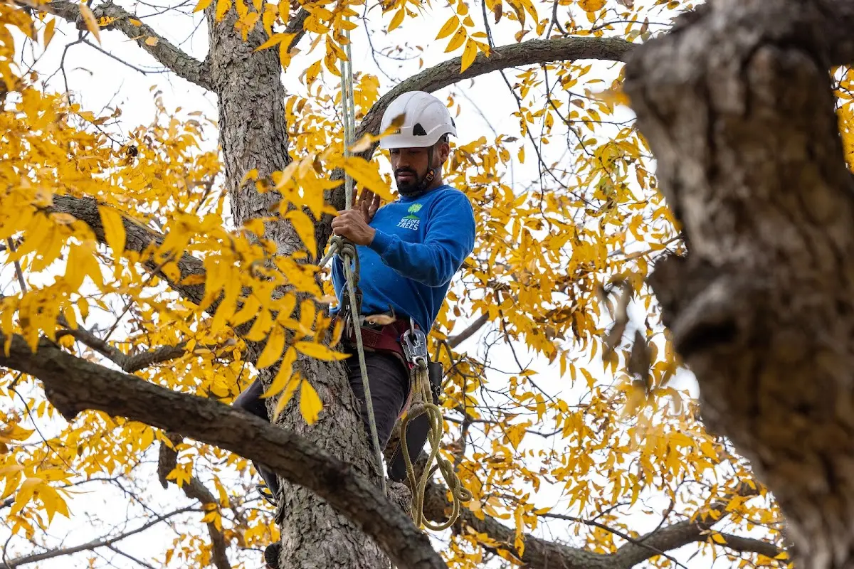 Skilled Dead Tree Removal crew working in Inkster